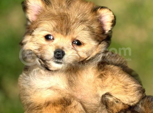 Pomerani̇an Poodle Pomapo Yavrumuz görsel