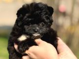 Pomerani̇an Poodle Pomapo Yavrumuz