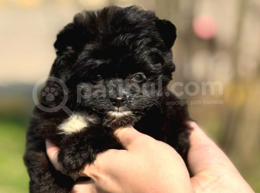 Pomerani̇an Poodle Pomapo Yavrumuz görsel