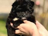 Pomerani̇an Poodle Pomapo Yavrumuz