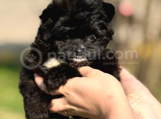 Pomerani̇an Poodle Pomapo Yavrumuz görsel