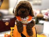 Darkbrown Korea Toypoodle en koyu Renk