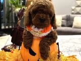 Darkbrown Korea Toypoodle En Koyu Renk