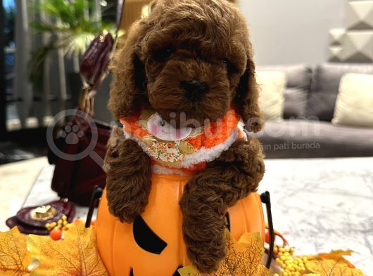 Darkbrown Korea Toypoodle En Koyu Renk görsel