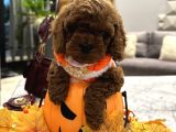 Darkbrown Korea Toypoodle En Koyu Renk