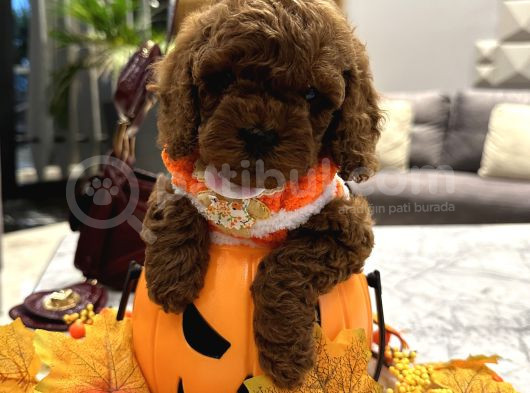 Darkbrown Korea Toypoodle En Koyu Renk görsel