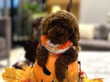 Darkbrown Korea Toypoodle En Koyu Renk