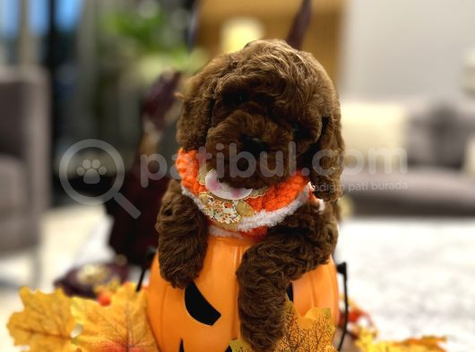 Darkbrown Korea Toypoodle En Koyu Renk görsel
