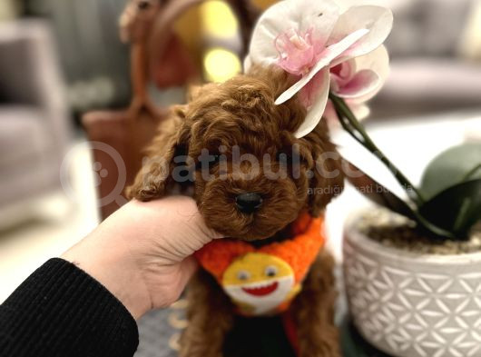 Korean Erkek Redbrown görsel