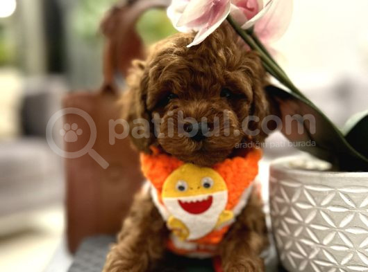 Korean Erkek Redbrown