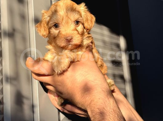 Maltipoo Kızım görsel