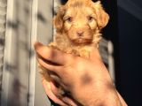 Maltipoo Kızım