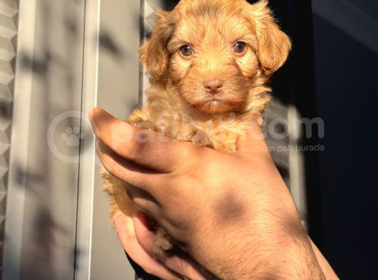 Maltipoo Kızım görsel