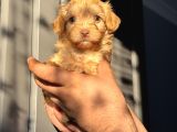 Maltipoo Kızım