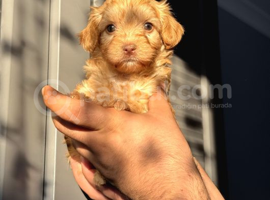 Maltipoo Kızım görsel