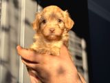Maltipoo kızım