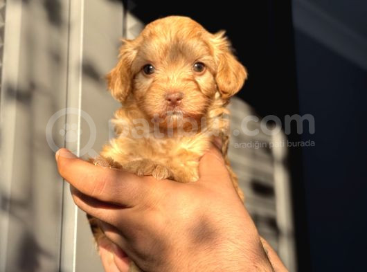 Maltipoo Kızım