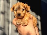 Red Maltipoo Oğlum