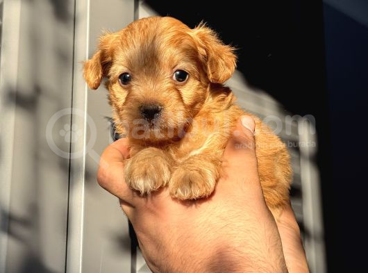 Red Maltipoo Oğlum görsel