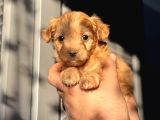 Red Maltipoo Oğlum