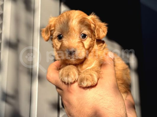 Red Maltipoo Oğlum görsel