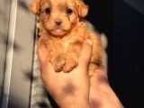 Red Maltipoo Oğlum