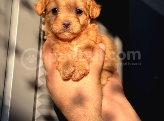 Red Maltipoo Oğlum görsel
