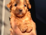 Red maltipoo oğlum