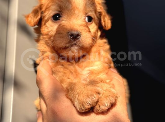 Red Maltipoo Oğlum