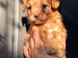 Red Maltipoo Oğlum