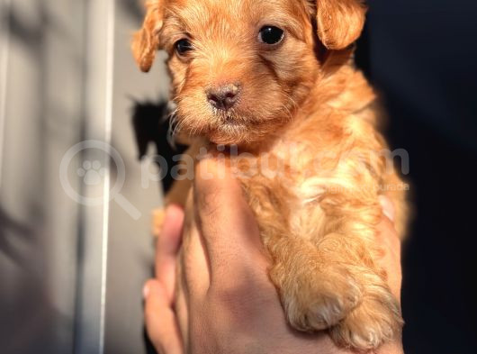 Red Maltipoo Oğlum görsel