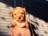 Küçük Maltipoo Bebeğim