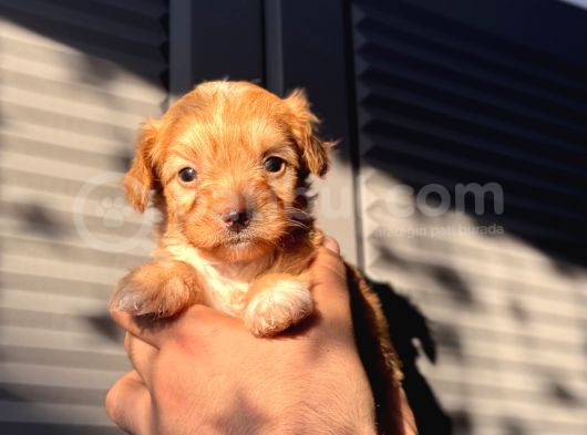 Küçük Maltipoo Bebeğim görsel