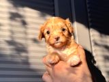 Küçük maltipoo bebeğim