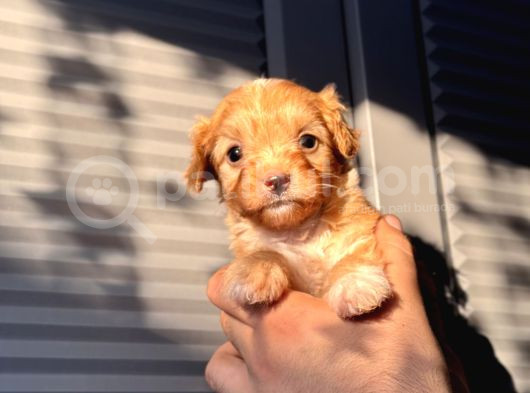 Küçük Maltipoo Bebeğim