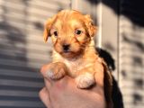 Küçük Maltipoo Bebeğim
