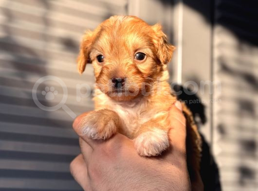 Küçük Maltipoo Bebeğim görsel