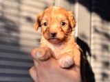 Küçük Maltipoo Bebeğim