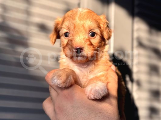Küçük Maltipoo Bebeğim görsel