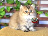 Bri̇ti̇sh Longhai̇r Erkek
