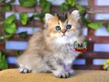 BRİTİSH LONGHAİR DİŞİ