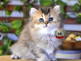 Bri̇ti̇sh Longhai̇r Di̇şi̇
