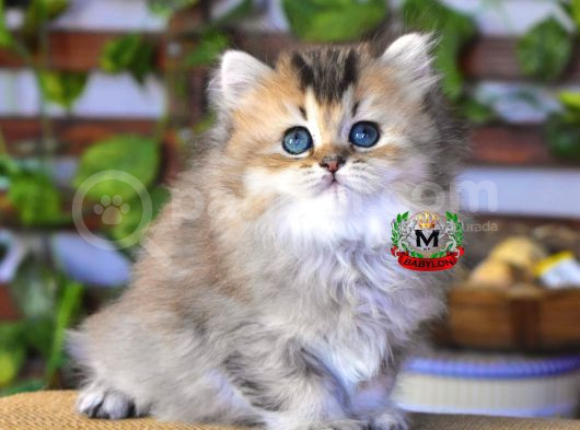 Bri̇ti̇sh Longhai̇r Di̇şi̇ görsel