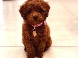 2 Ve 3 Kg Garantisi Altında Red Tooy Poodle Sevi̇mli̇ Kipkirmi