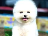 POMERNİAN BOO TEDDY BEAR YAVRULARIMIZ
