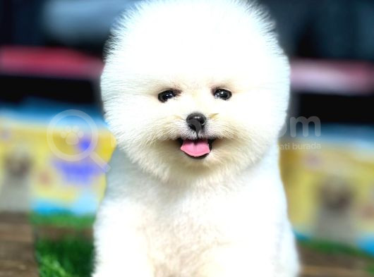 Pomerni̇an Boo Teddy Bear Yavrularimiz