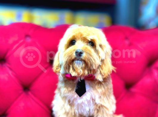 Maltipoo görsel
