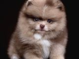Ayı suratlı POMERRİAN BOO YAVRUMUZ 