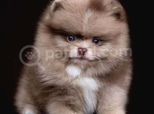 Ayı Suratlı Pomerri̇an Boo Yavrumuz 