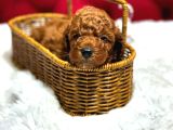 Orjinal Korea Kan Toypoodle Yavrularımız Gelmistir